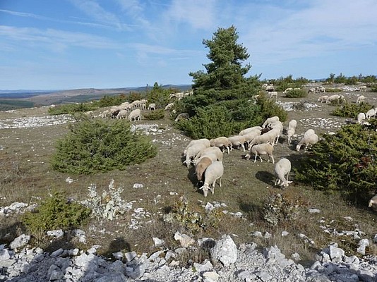 Troupeau de mouton
