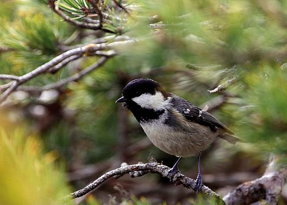 Mésange noire