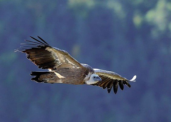 Vautour fauve