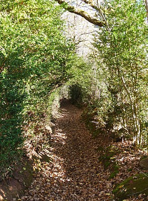 Le chemin d'Ardengost