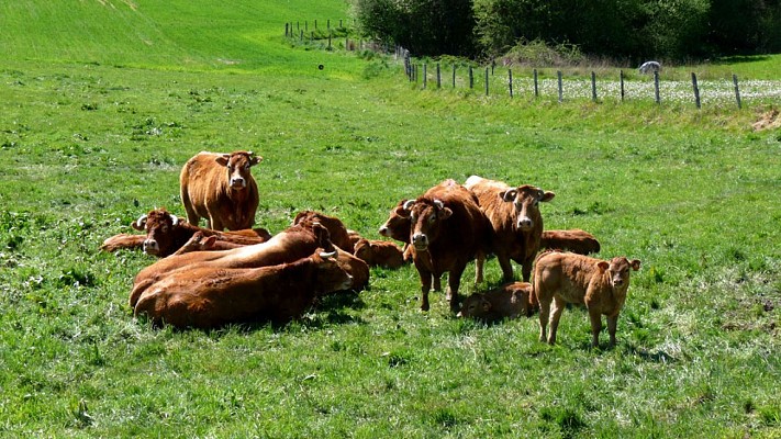 Le pays vert Chanteixois du Puy Maurians aux Zignalets_3