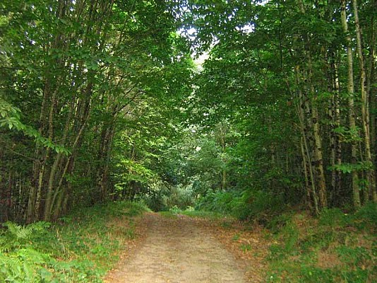 Sentier Les Chevreuils_2