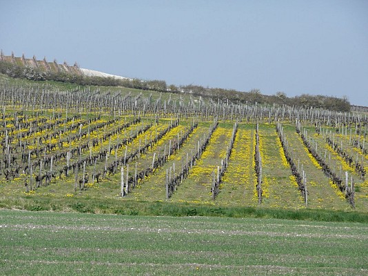 La Petite Champagne