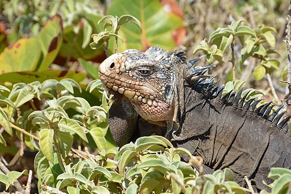 Le morne Morel