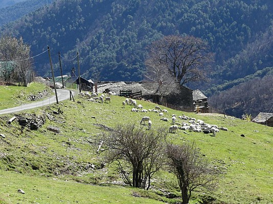 Le Salson