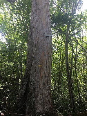 Forêt de POUZZOLE