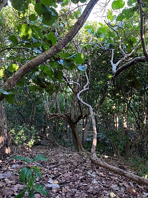 Bois Baron / Anse Maurice