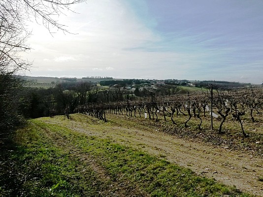 Vignes