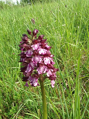 Orchis