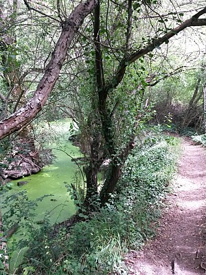 Bras de la Charente