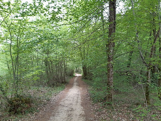 Forêt de Dirac