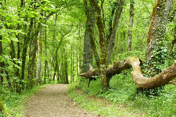 Allée forestière