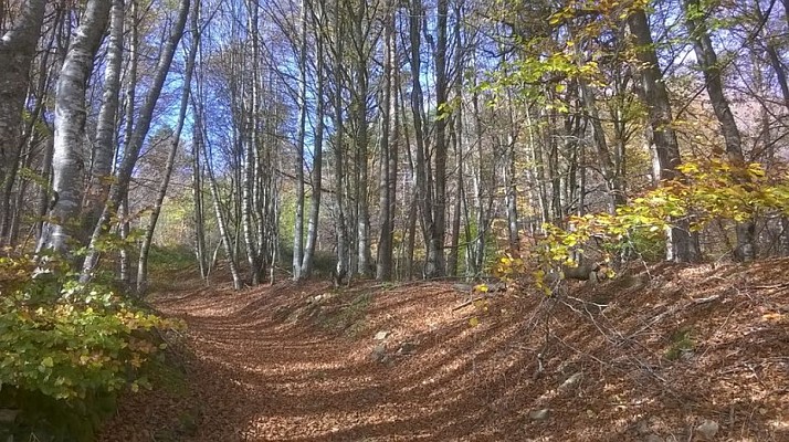 Chemin dans les sous bois