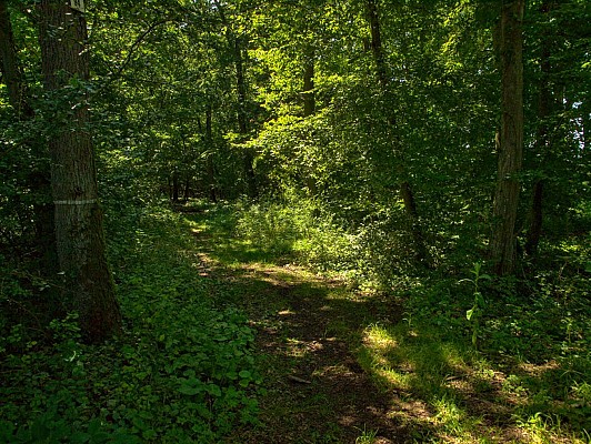 Sentier forestier