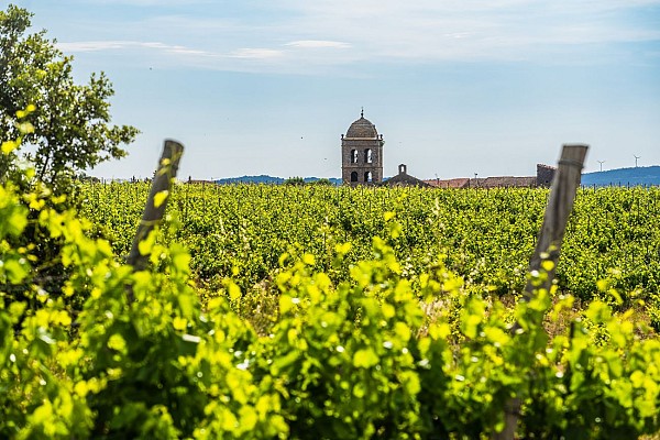 Vignes et clocher de La Liviniere