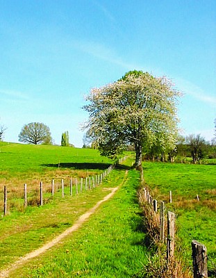 chemin.jpg_3