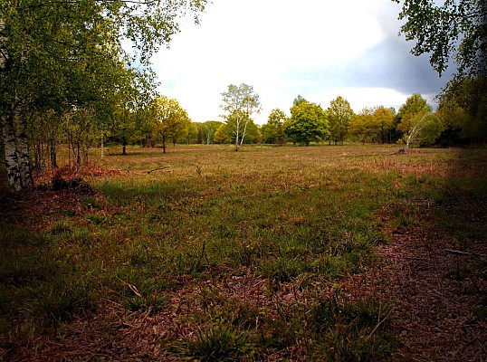 lande de la saumagne 1.jpg_2