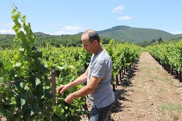 Philippe Coste - Vignes