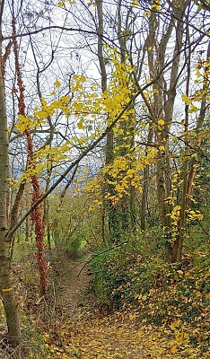 Sentier descendant
