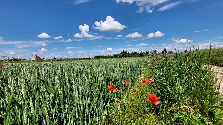 Agriculture