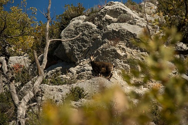Chamois sur la crête