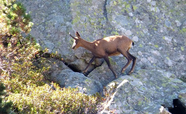 Isard
