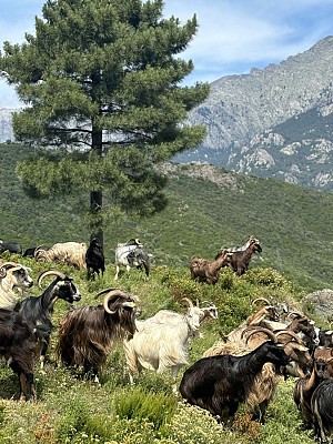 Noceta