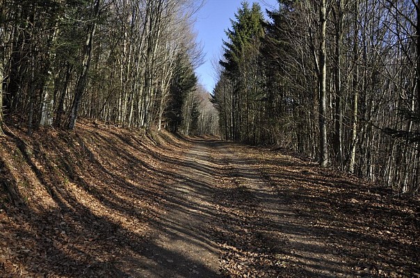 Randonnée - La forêt de Chirgoutte