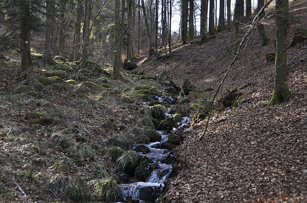 Randonnée - La forêt de Chirgoutte