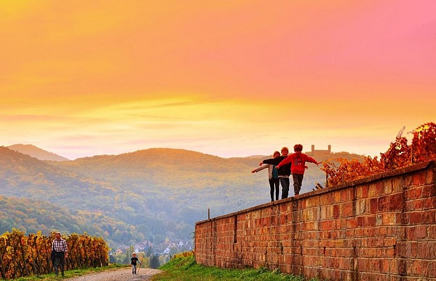 Sentier viticole de Mittelbergheim - Le Zotzenberg