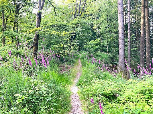 Sentier nature du Loosthal
