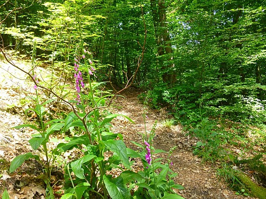 Attention, cette plante à fleurs à clochettes roses, la digitale (digitalis purpurea), est extrêmement toxique !