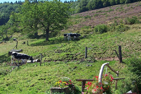 Paysage et vaches