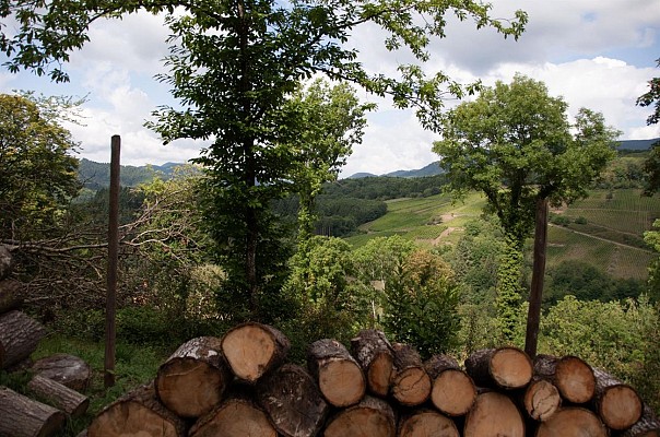 Randonnée - Entre vignoble et vergers