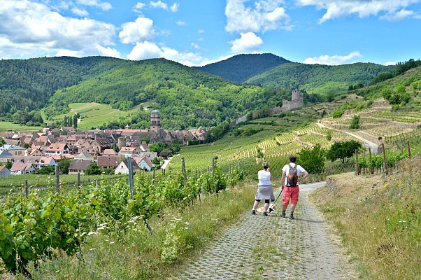 Circuit rando - de Kaysersberg à Kientzheim par les vignes