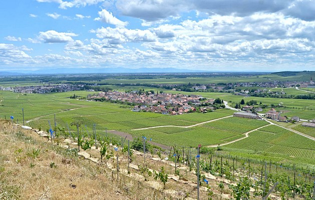 Circuit rando - de Kaysersberg à Kientzheim par les vignes