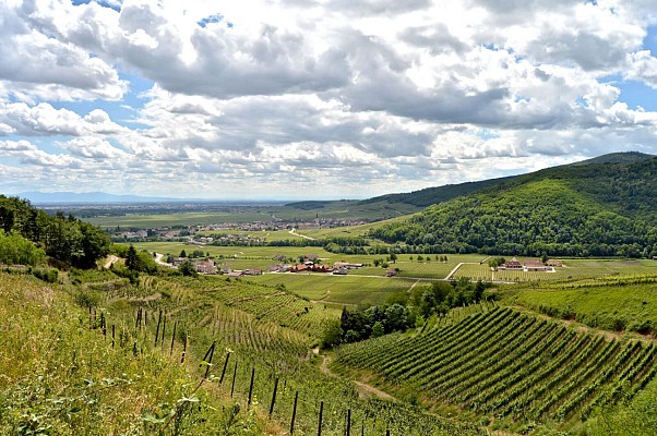 Circuit rando - de Kaysersberg à Kientzheim par les vignes