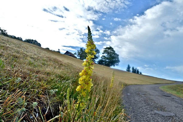 Circuit rando - sur les hauteurs de Fréland