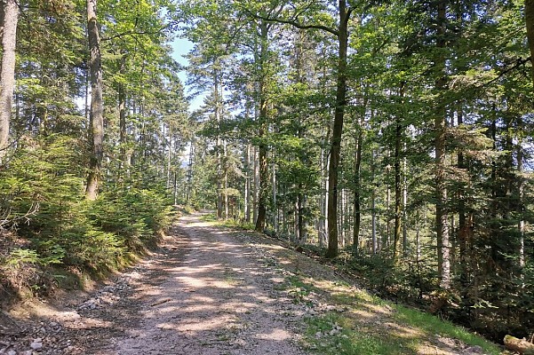 Randonnée - Le Klosterwald et le château du Honcourt