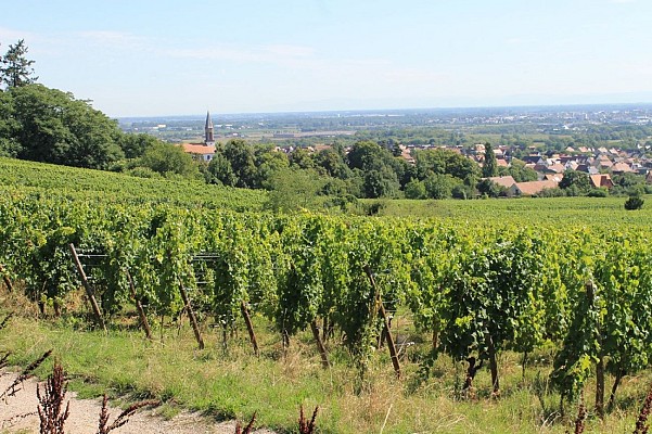Le village de Kintzheim depuis les vignes