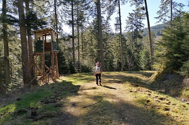 Randonnée - Les hauts de Steige et le Climont