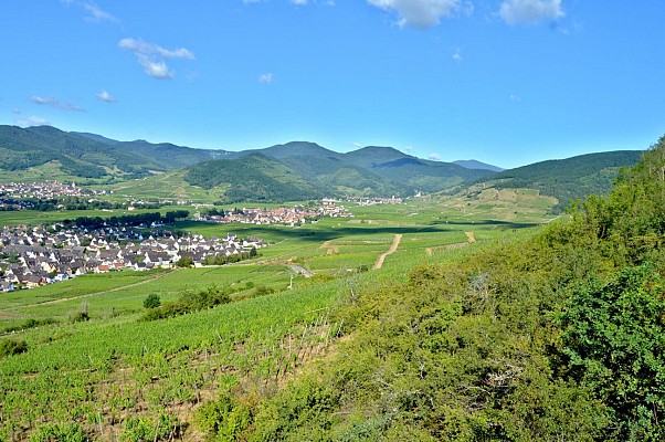 Circuit rando - la nécropole de Sigolsheim