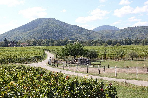 Sentier viticole de Scherwiller