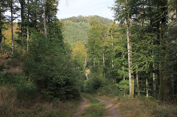 Le massif du Schlossberg depuis le carrefour du gros Hêtre