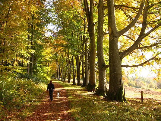 Allée des hêtres, Winkel, Jura alsacien