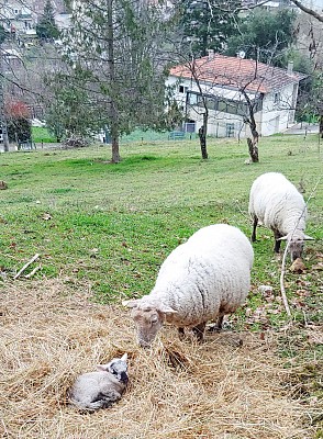 agneau