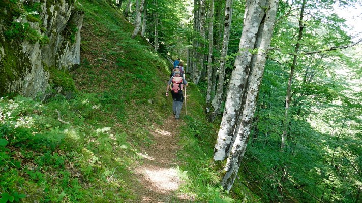Sentier dans la forêt