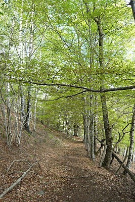 Sentier dans la hêtraie