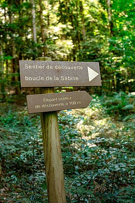 Forêt royale