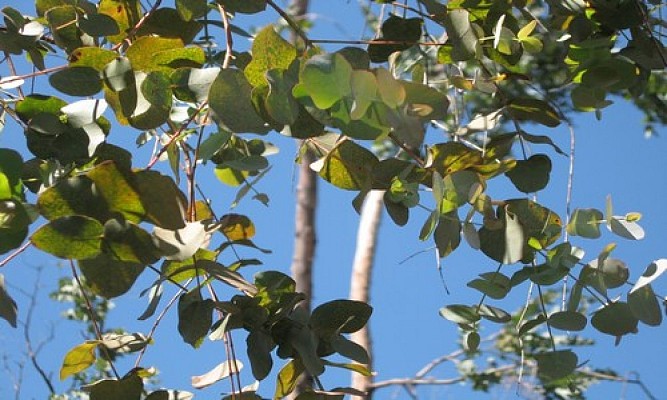 Circuit-des-Eucalyptus.4jpg
